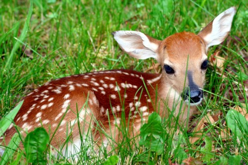 Vixen Divorcee as a fawn