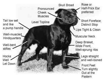 English Staffordshire Bull Terrier