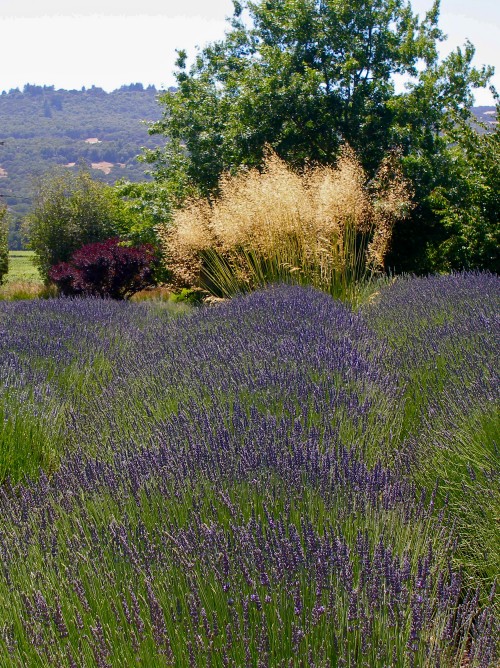 Lavender fields