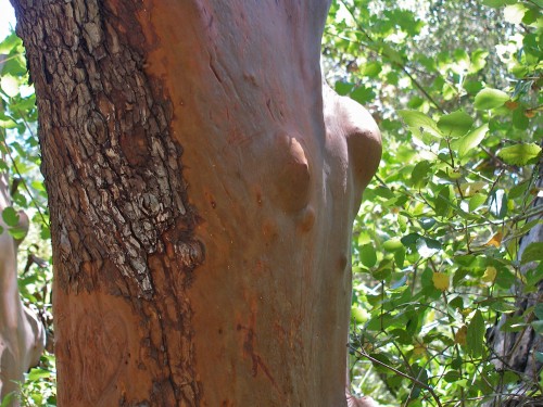 naked lady in tree